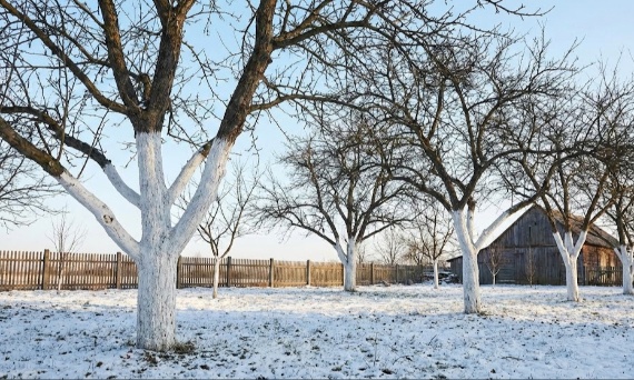 Bielenie drzew owocowych – dlaczego styczeń i luty to ostatni dzwonek? Poradnik i polecane produkty